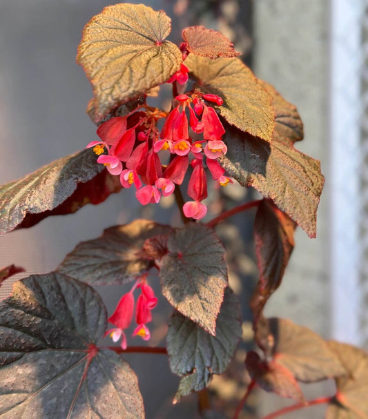 Begonia 'Baby Grand' is a compact, cane-type begonia cultivar known for its striking foliage and vibrant blooms. It features glossy, nearly black leaves that are cupped and solid-colored, providing a dramatic backdrop to its dark pink flowers. This cultivar is a smaller-growing shrub, making it suitable for indoor environments where space is limited.