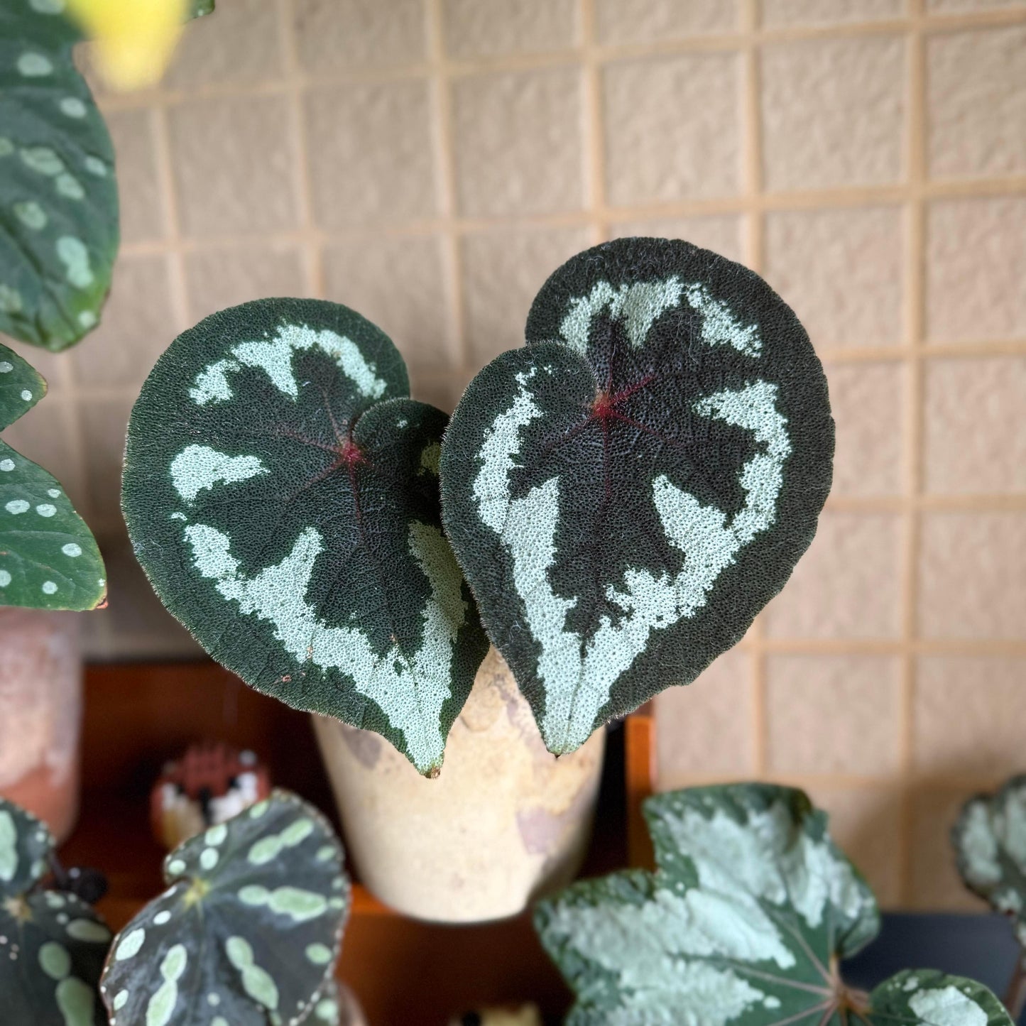 Begonia picturata is a unique rhizomatous begonia species native to the limestone regions of Guangxi, China. The leaf edges are gently wavy, and the underside of the leaves showcases a rich red color. The plant’s flower clusters feature white petals with yellow stamens, blooming between May and July.