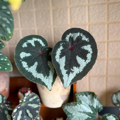 Begonia picturata is a unique rhizomatous begonia species native to the limestone regions of Guangxi, China. The leaf edges are gently wavy, and the underside of the leaves showcases a rich red color. The plant’s flower clusters feature white petals with yellow stamens, blooming between May and July.