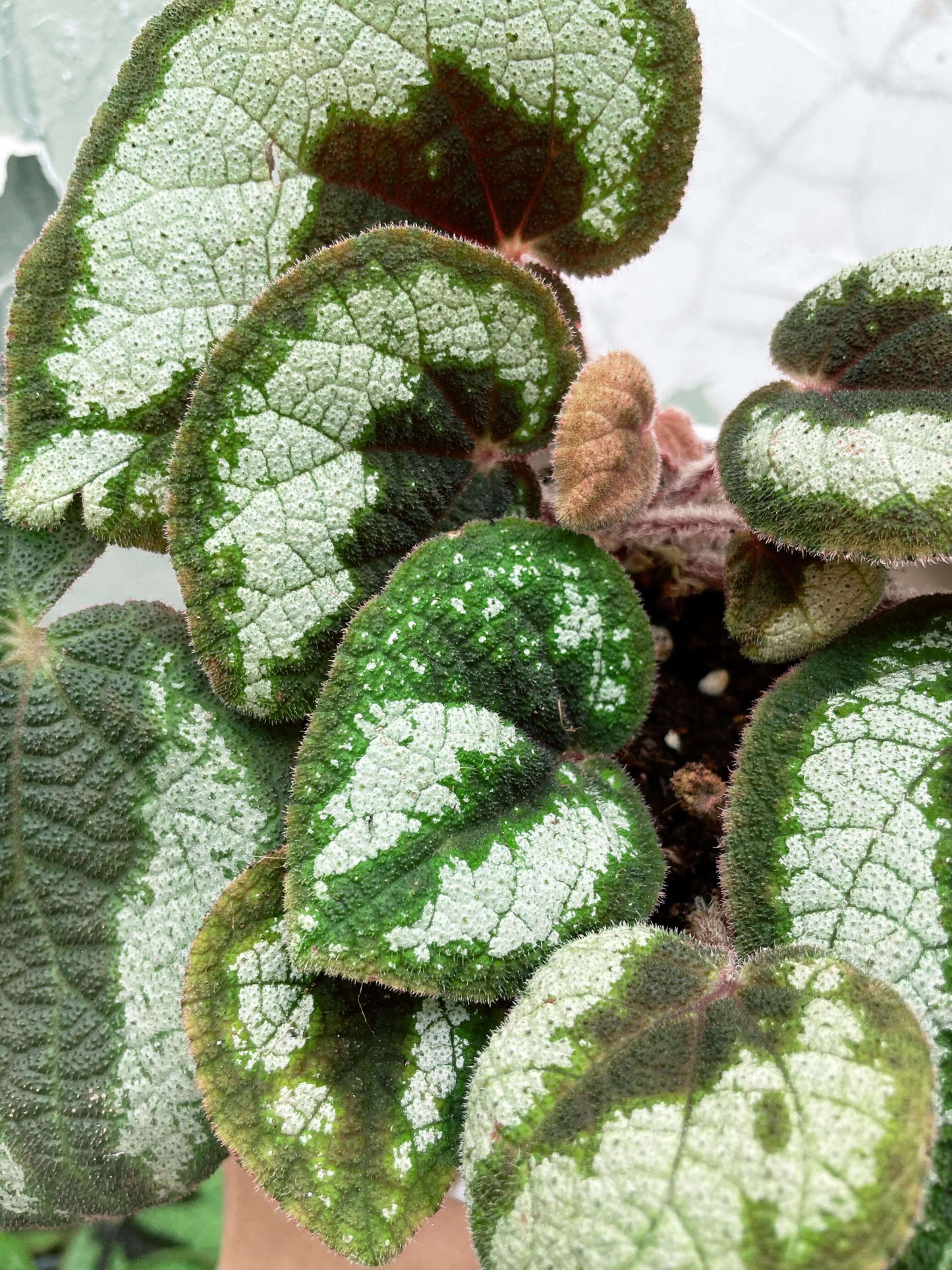 Begonia morsei is a rare and exquisite species native to the Guangxi region of China, known for its unique growing conditions and stunning appearance. First described by Irmscher in 1939, this begonia thrives in shaded, humid environments, typically found on cave walls and the undersides of forest rocks. With its distinctive habitat preferences and rarity, Begonia morsei is a prized addition for advanced plant collectors and horticultural enthusiasts.