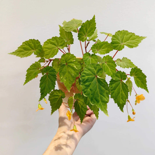 Begonia sutherlandii 'Papaya' is a tuberous perennial that produces clusters of soft orange flowers from midsummer to the first frosts. The plant typically grows to a height of 30 cm (12 inches) and has a trailing habit, making it ideal for hanging baskets or containers. The foliage is green with slight red tinges, adding to the plant's ornamental appeal. It is possibly hardy in drained soil with a good mulch, making it suitable for outdoor cultivation in milder climates.