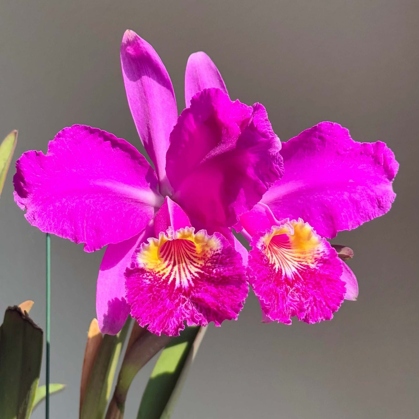 Cattleya lueddemanniana rubra 'Infierno' is a select clone within the red (“rubra”) color form of the species, prized for its exceptionally deep, saturated pigmentation and strong flower substance. Originating from the Venezuelan species Cattleya lueddemanniana, this form represents line-bred selections emphasizing intense ruby to wine-red tones, often combined with a bold, velvety lip displaying darker purple hues and a contrasting yellow or golden throat.