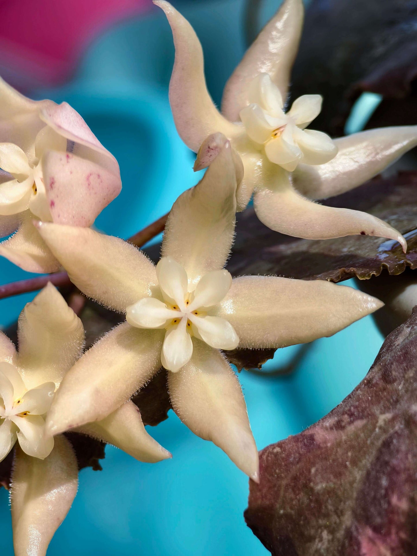 Hoya undulata is a rare epiphytic vine native to the lowland limestone forests of West Kalimantan, Borneo (around 300–380 m elevation). The species name undulata refers to its distinctly wavy leaf margins. Its leaves are thick, glossy, and may range from light green to purplish tones, sometimes with subtle speckling.