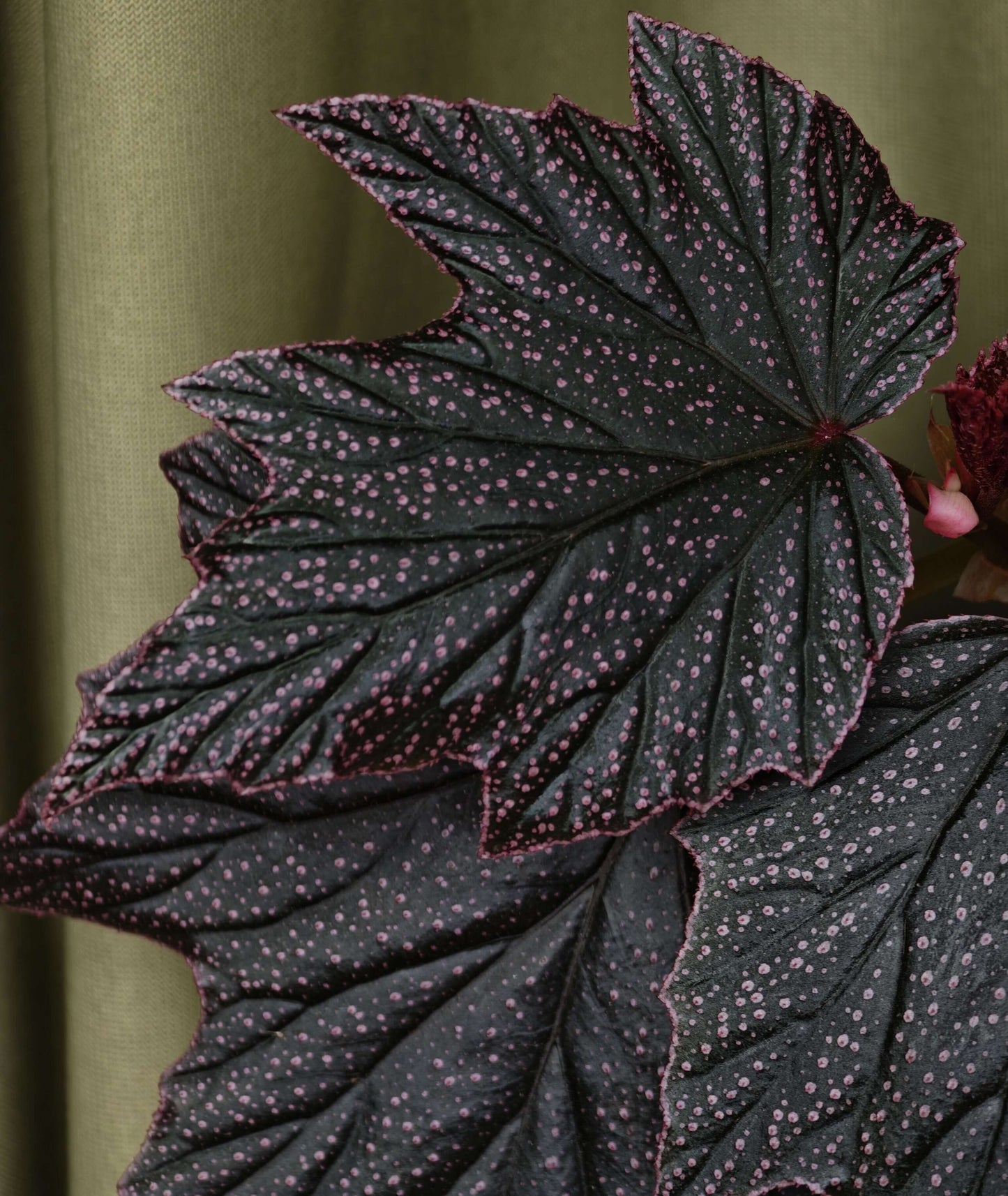Begonia ‘Black Minx’ is a rare mutant selection of Begonia ‘Pink Minx’, distinguished by its deep, dark green to near-black foliage delicately dusted with fine pink speckles across the leaf surface. The sharply lobed leaves are accented with subtle pink margins, creating a dramatic contrast reminiscent of stardust scattered across a night sky. Each plant displays unique patterning, making it especially appealing to collectors.
