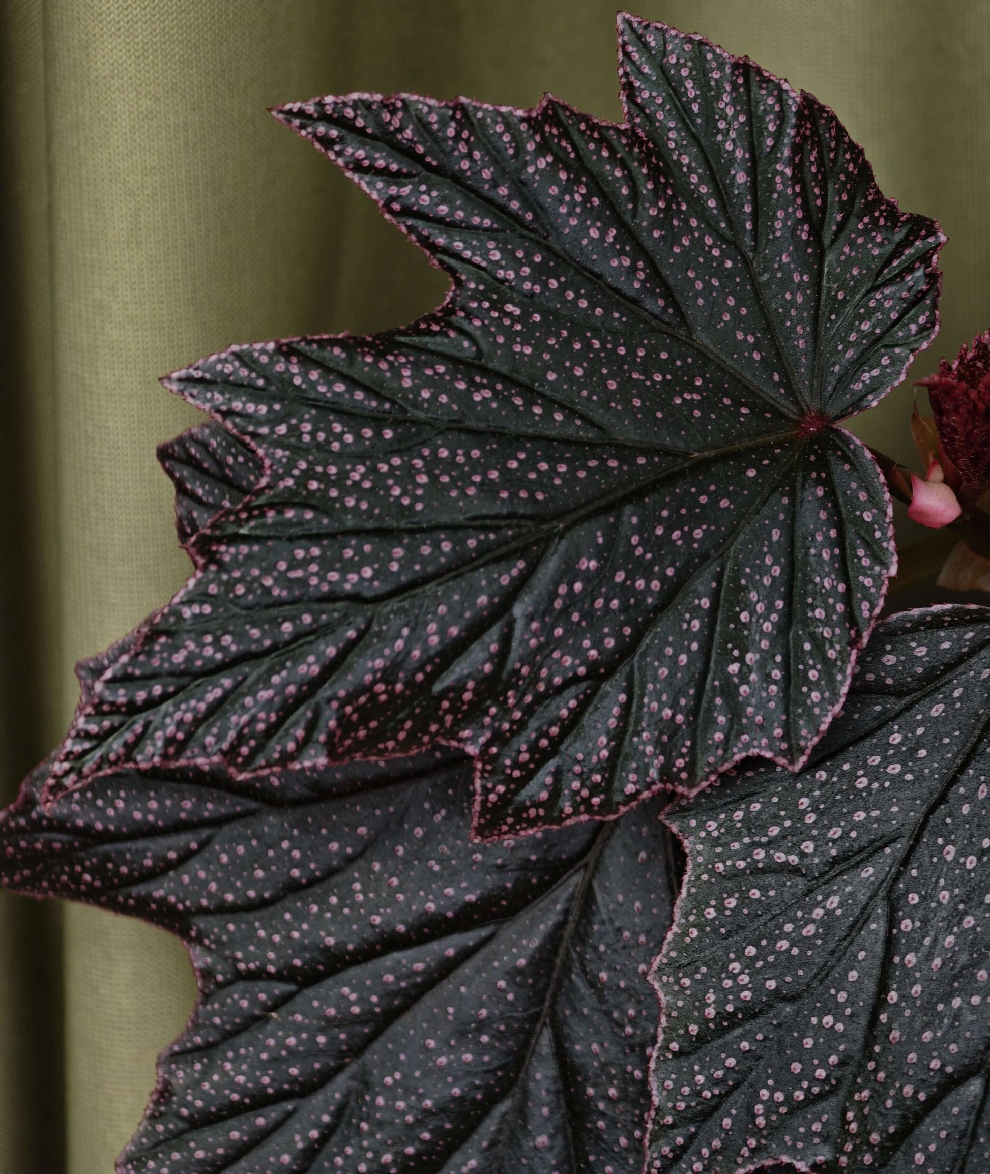 Begonia ‘Black Minx’ is a rare mutant selection of Begonia ‘Pink Minx’, distinguished by its deep, dark green to near-black foliage delicately dusted with fine pink speckles across the leaf surface. The sharply lobed leaves are accented with subtle pink margins, creating a dramatic contrast reminiscent of stardust scattered across a night sky. Each plant displays unique patterning, making it especially appealing to collectors.