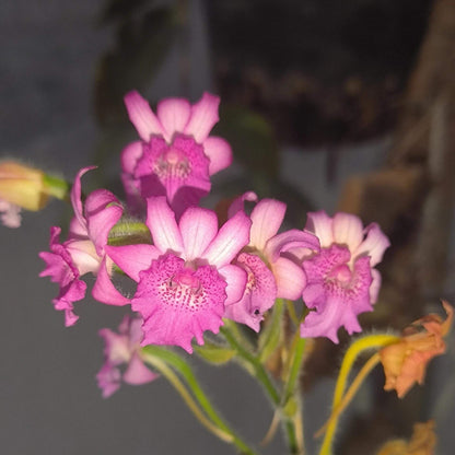 Calanthe labrosa is a rare deciduous terrestrial orchid native to southern China, Myanmar, and Thailand.