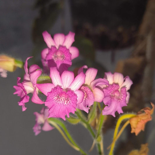 Calanthe labrosa is a rare deciduous terrestrial orchid native to southern China, Myanmar, and Thailand.