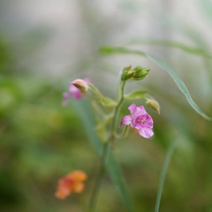 Calanthe labrosa is a rare deciduous terrestrial orchid native to southern China, Myanmar, and Thailand.