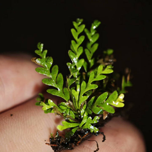 Calymmodon asiaticus, native to Asia, is a rare and small epiphytic fern from the Polypodiaceae family and Calymmodon genus. The fern's leaves are pinnately divided, and the upper leaves bear spores, which are enclosed within the leaf itself, creating a unique "pouch" structure for the spores. The leaves are exceptionally small, typically not exceeding 6 cm, making it ideal for rainforest terrariums and personal ornamental cultivation.