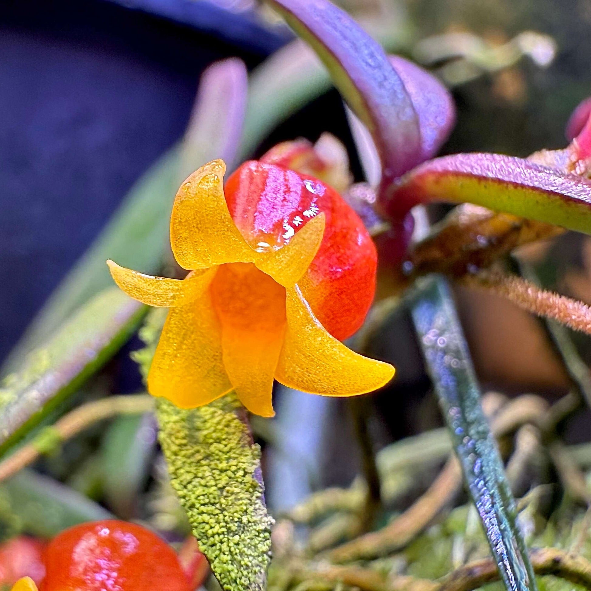 Candy Corn Orchid (Mediocalcar decoratum) is a species of miniature epiphytic orchid in the family Orchidaceae, known for its tiny, brightly colored flowers and compact growth habit. It is native and endemic to New Guinea, including the regions of Papua and Papua New Guinea. In its natural habitat, it grows as a montane forest epiphyte at elevations of 900–2500 meters, thriving in moist, shaded environments.