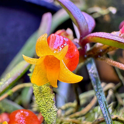 Candy Corn Orchid (Mediocalcar decoratum) is a species of miniature epiphytic orchid in the family Orchidaceae, known for its tiny, brightly colored flowers and compact growth habit. It is native and endemic to New Guinea, including the regions of Papua and Papua New Guinea. In its natural habitat, it grows as a montane forest epiphyte at elevations of 900–2500 meters, thriving in moist, shaded environments.