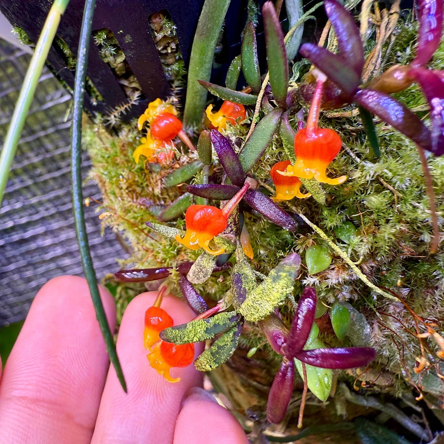 Candy Corn Orchid (Mediocalcar decoratum) is a species of miniature epiphytic orchid in the family Orchidaceae, known for its tiny, brightly colored flowers and compact growth habit. It is native and endemic to New Guinea, including the regions of Papua and Papua New Guinea. In its natural habitat, it grows as a montane forest epiphyte at elevations of 900–2500 meters, thriving in moist, shaded environments.