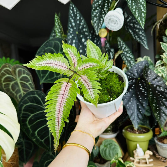 Candy Striped Brake Fern (Pteris aspericaulis var. tricolor) is a subtropical to tropical fern native to southeast Yunnan (China), Myanmar, Bhutan, and Sikkim (India), where it grows in humid forest environments. It is distinguished by its striking fronds that display three color phases—new fronds emerge reddish-bronze, gradually develop bronze and white banding, and finally mature to a deep green with white or cream central stripes.