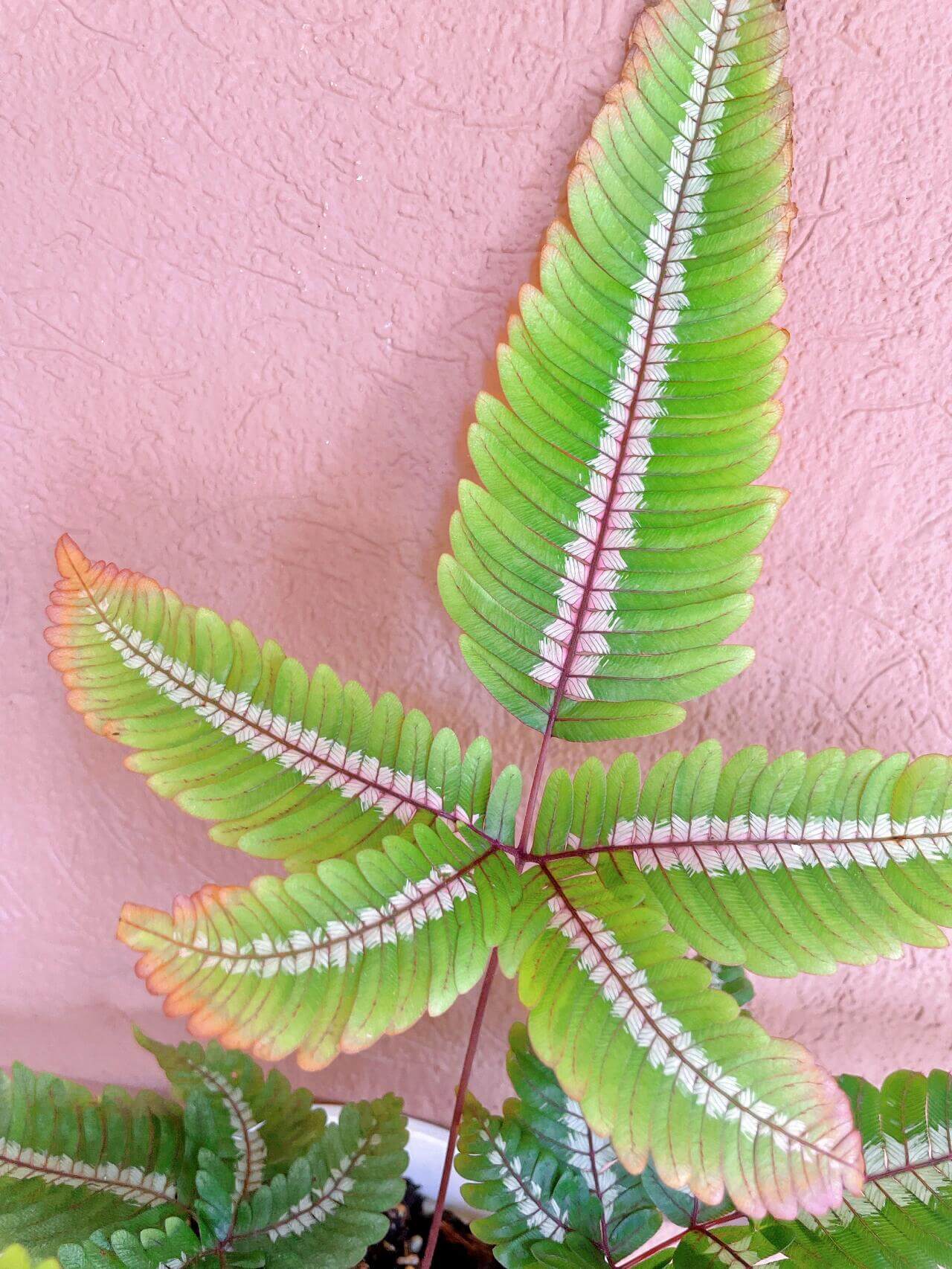 Candy Striped Brake Fern (Pteris aspericaulis var. tricolor) is a subtropical to tropical fern native to southeast Yunnan (China), Myanmar, Bhutan, and Sikkim (India), where it grows in humid forest environments. It is distinguished by its striking fronds that display three color phases—new fronds emerge reddish-bronze, gradually develop bronze and white banding, and finally mature to a deep green with white or cream central stripes.