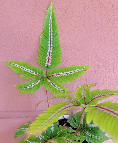 Candy Striped Brake Fern (Pteris aspericaulis var. tricolor) is a subtropical to tropical fern native to southeast Yunnan (China), Myanmar, Bhutan, and Sikkim (India), where it grows in humid forest environments. It is distinguished by its striking fronds that display three color phases—new fronds emerge reddish-bronze, gradually develop bronze and white banding, and finally mature to a deep green with white or cream central stripes.