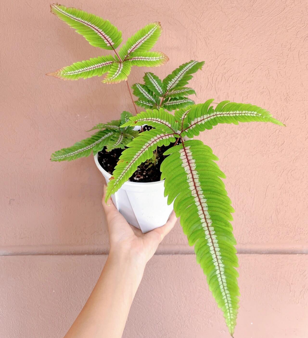 Candy Striped Brake Fern (Pteris aspericaulis var. tricolor) is a subtropical to tropical fern native to southeast Yunnan (China), Myanmar, Bhutan, and Sikkim (India), where it grows in humid forest environments. It is distinguished by its striking fronds that display three color phases—new fronds emerge reddish-bronze, gradually develop bronze and white banding, and finally mature to a deep green with white or cream central stripes.