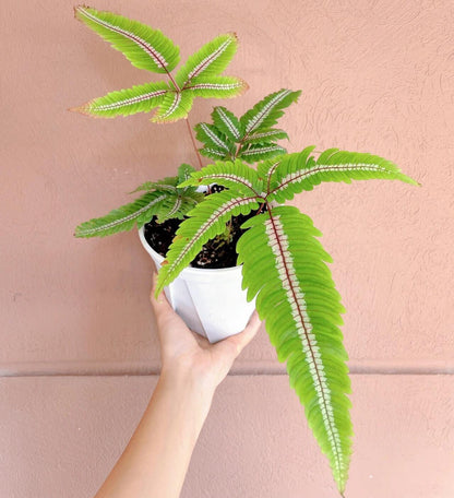 Candy Striped Brake Fern (Pteris aspericaulis var. tricolor) is a subtropical to tropical fern native to southeast Yunnan (China), Myanmar, Bhutan, and Sikkim (India), where it grows in humid forest environments. It is distinguished by its striking fronds that display three color phases—new fronds emerge reddish-bronze, gradually develop bronze and white banding, and finally mature to a deep green with white or cream central stripes.