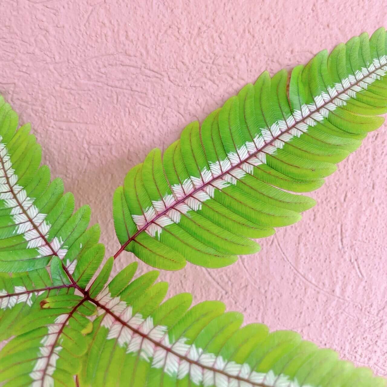 Candy Striped Brake Fern (Pteris aspericaulis var. tricolor) is a subtropical to tropical fern native to southeast Yunnan (China), Myanmar, Bhutan, and Sikkim (India), where it grows in humid forest environments. It is distinguished by its striking fronds that display three color phases—new fronds emerge reddish-bronze, gradually develop bronze and white banding, and finally mature to a deep green with white or cream central stripes.