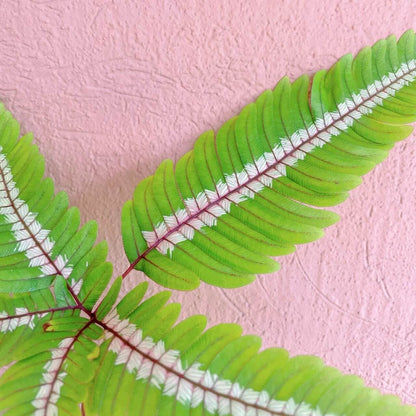 Candy Striped Brake Fern (Pteris aspericaulis var. tricolor) is a subtropical to tropical fern native to southeast Yunnan (China), Myanmar, Bhutan, and Sikkim (India), where it grows in humid forest environments. It is distinguished by its striking fronds that display three color phases—new fronds emerge reddish-bronze, gradually develop bronze and white banding, and finally mature to a deep green with white or cream central stripes.