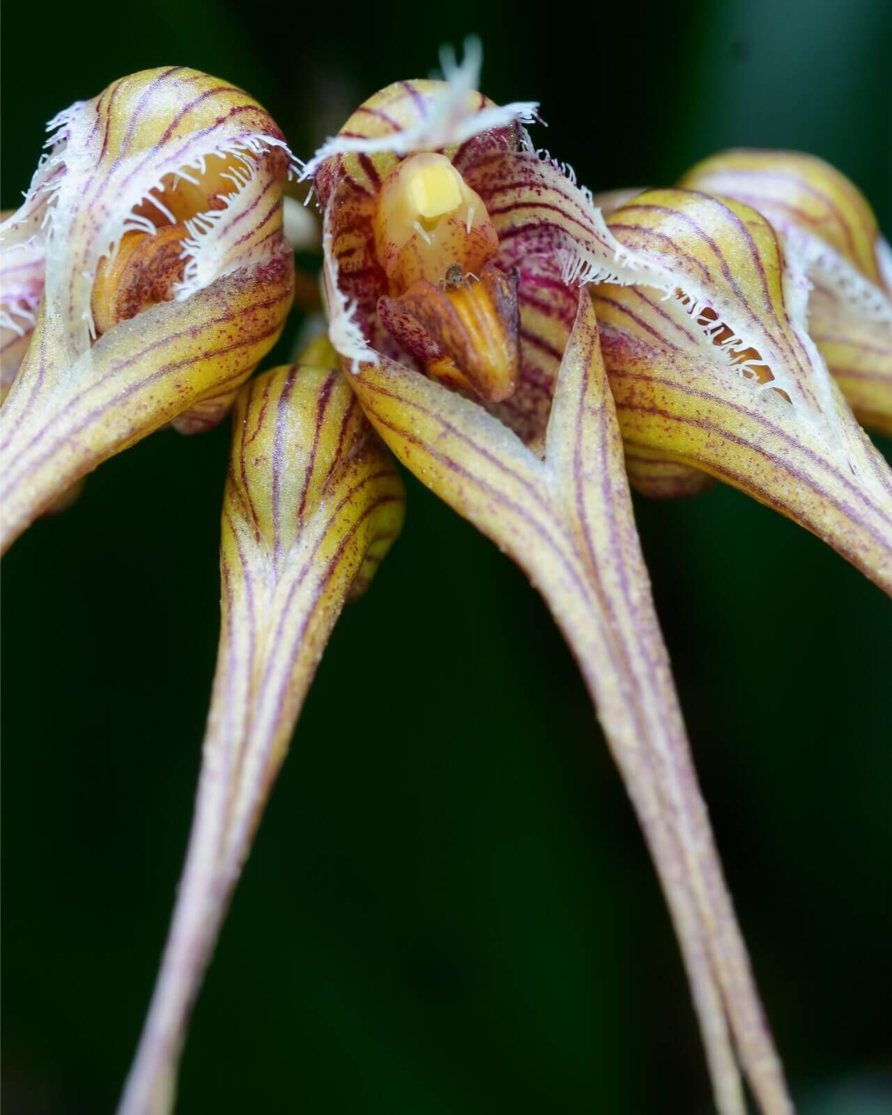 Bulbophyllum sanguineopunctatum, also known as the Blood-Red Spotted Bulbophyllum, is a miniature, warm to hot-growing epiphytic orchid native to Laos and Thailand. This species is renowned for its striking umbels of 3–8 cream-colored flowers adorned with deep pink to red spots, resembling flying mermaids in appearance.