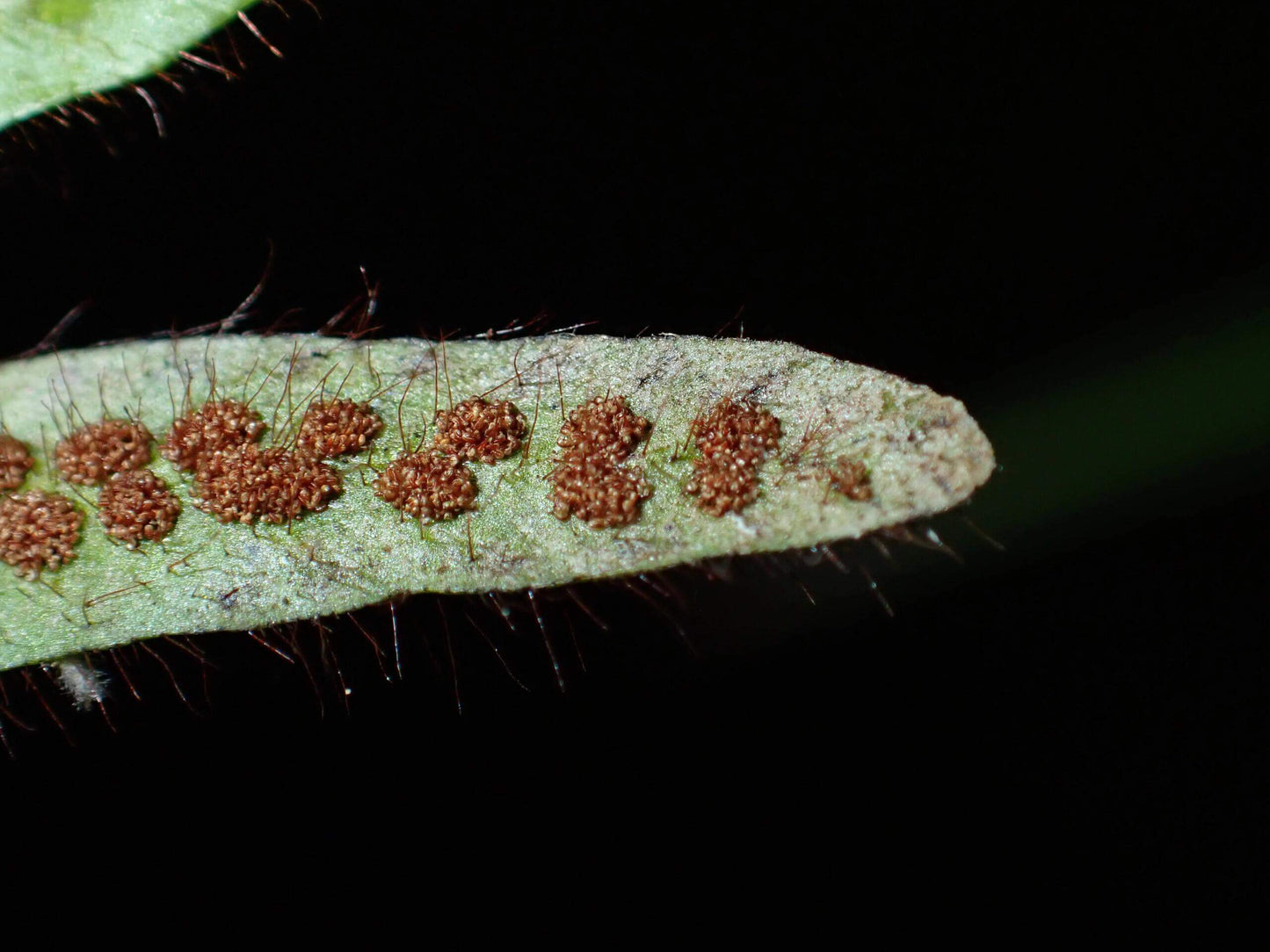 Oreogrammitis hainanensis is a rare, ultra-miniature fern species belonging to the Grammitidaceae family. It is native to the high-elevation forests of Hainan Island, where it thrives in cool, humid environments that do not accumulate water. This species is often found in association with orchid-type plants, making it an extremely rare epiphytic fern.