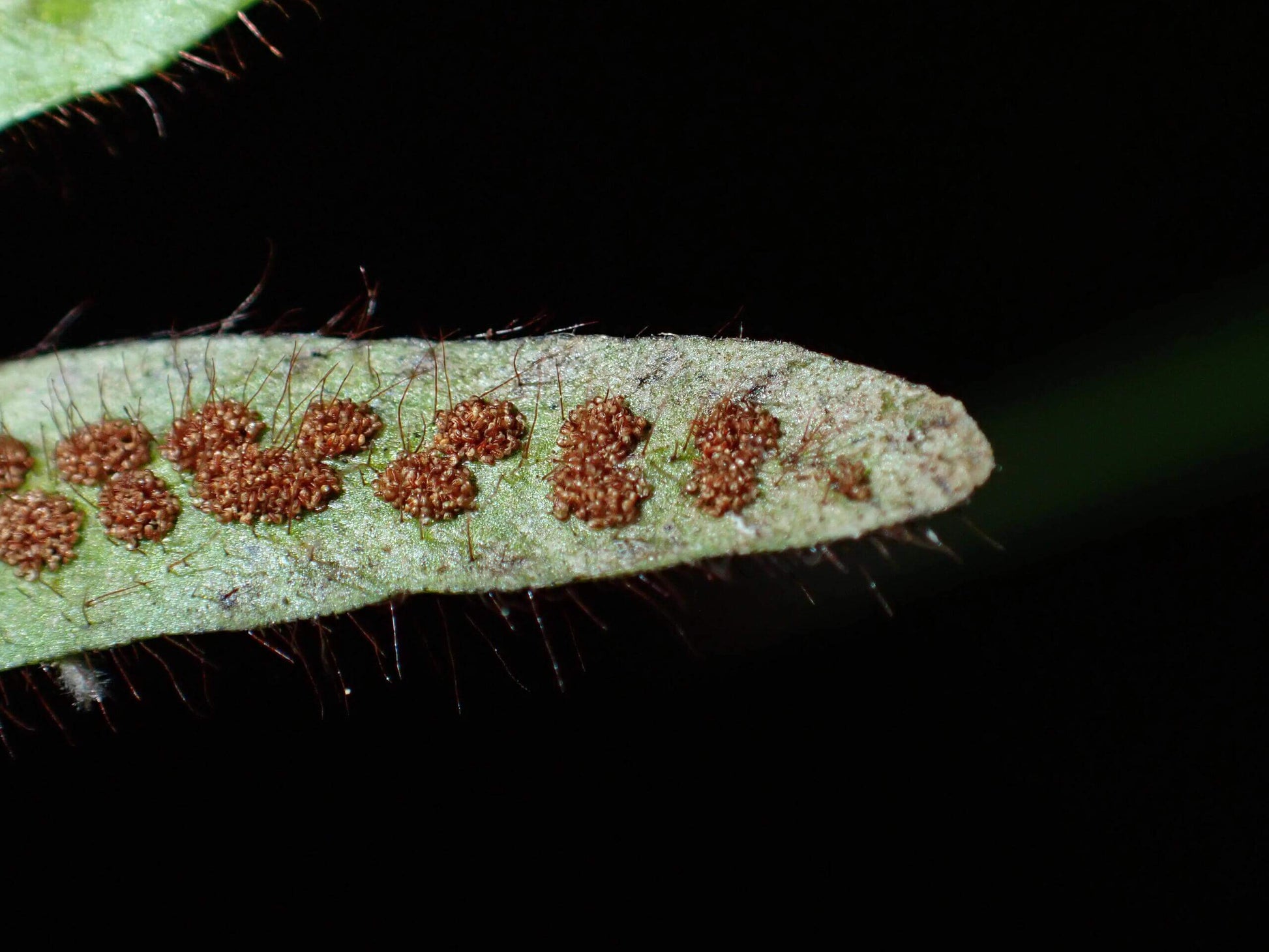 Oreogrammitis hainanensis is a rare, ultra-miniature fern species belonging to the Grammitidaceae family. It is native to the high-elevation forests of Hainan Island, where it thrives in cool, humid environments that do not accumulate water. This species is often found in association with orchid-type plants, making it an extremely rare epiphytic fern.