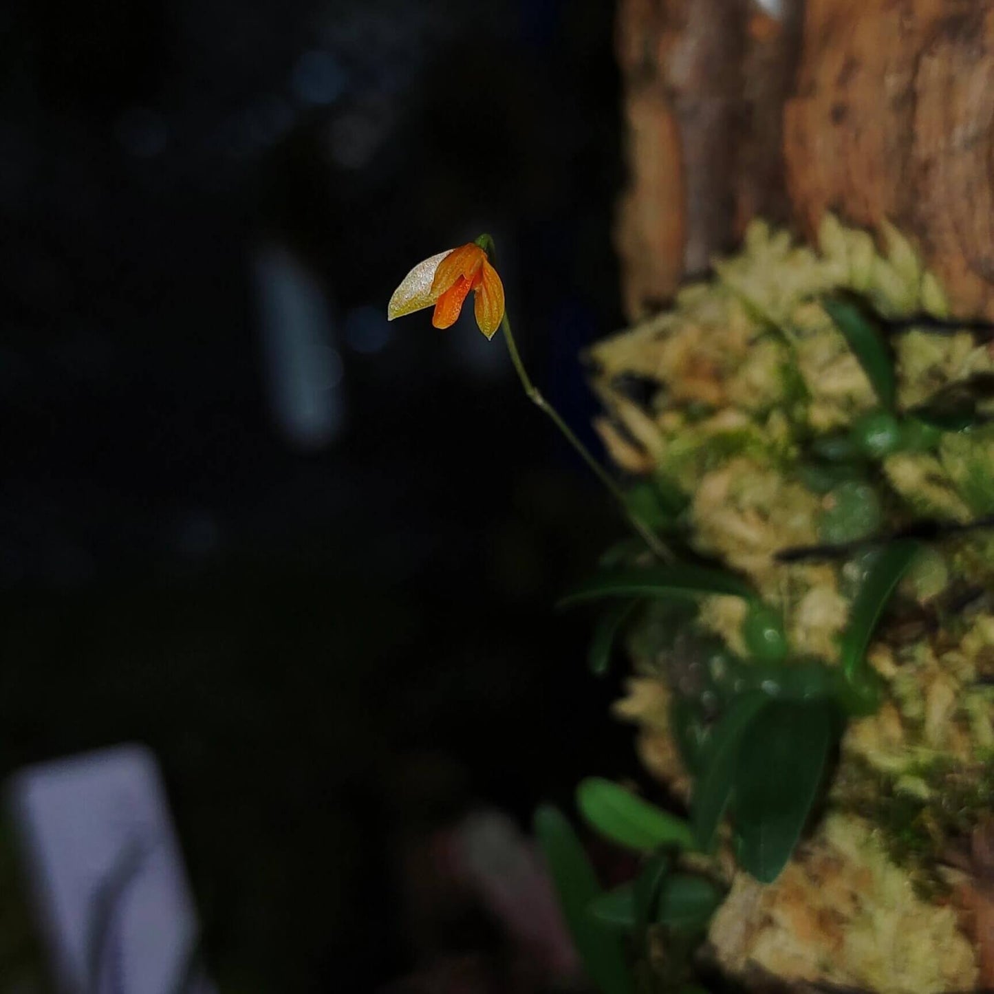 Bulbophyllum didymotropis is a rare and captivating miniature orchid species native to the subtropical highlands of Yunnan, China, and northern Vietnam. It thrives in cool, humid environments at elevations between 1400 and 1600 meters above sea level, making it well-suited for terrariums.