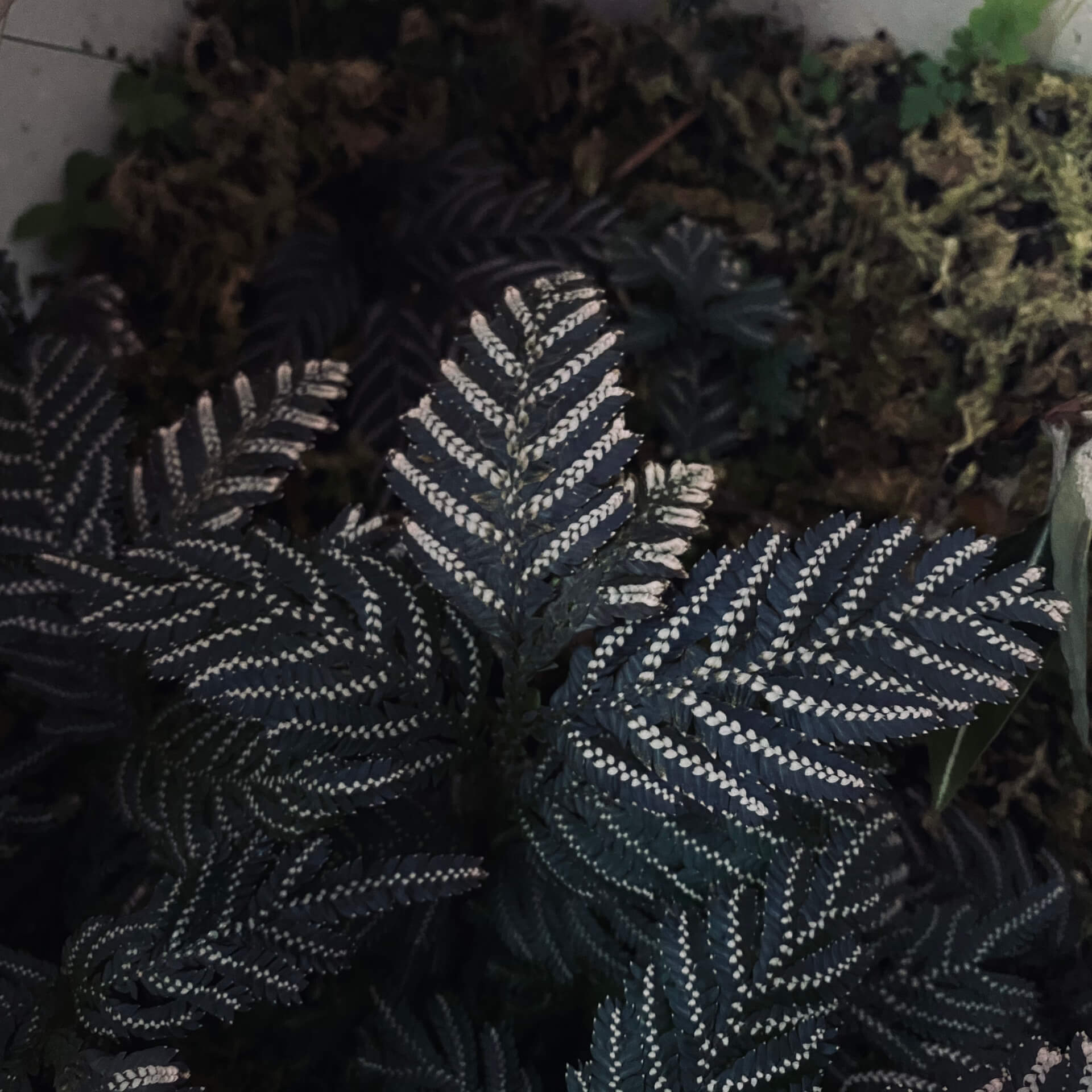 Selaginella picta, a species from the Selaginellaceae family, is native to Southeast Asia, including regions like Vietnam, Laos, and parts of China. It thrives in shaded, humid environments and is well-suited for terrariums or humid indoor settings.