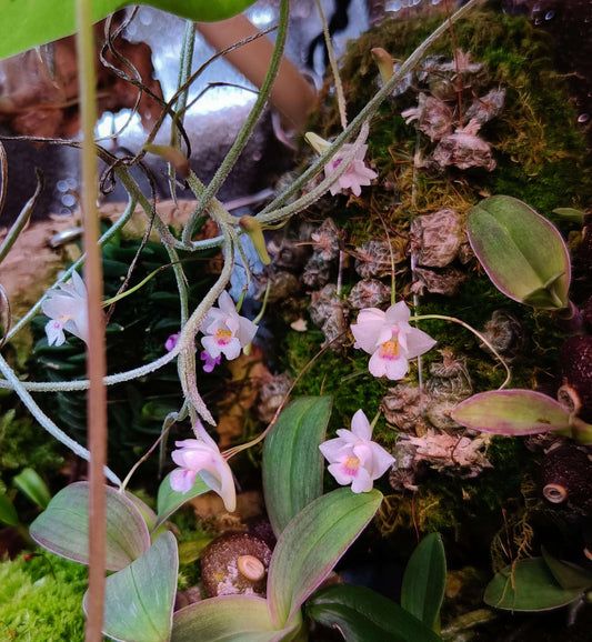 Porpax extinctoria, also known as Conchidium extinctorium or Eria extinctoria, is a diminutive epiphytic orchid native to regions including Nepal, Bangladesh, Myanmar, and the Andaman Islands. This species is characterized by its leafless, flattened pseudobulbs and tiny, delicate flowers that emerge from the tops of these bulbs.
