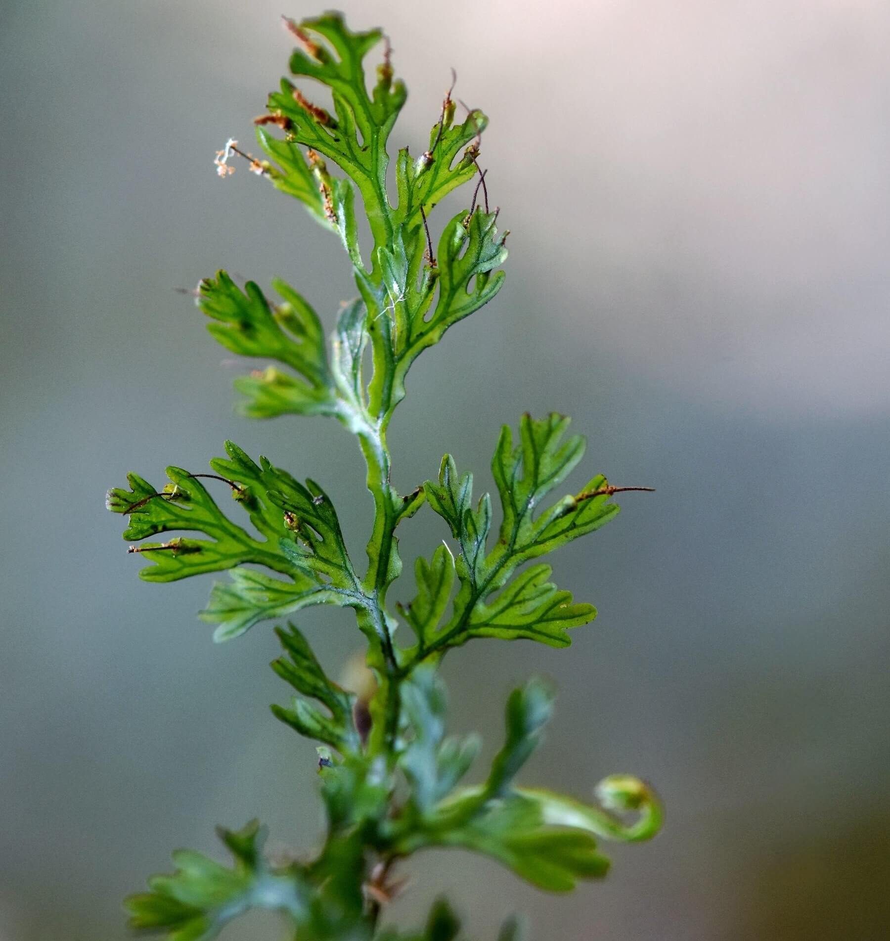 Vandenboschia striata is a delicate filmy fern belonging to the family Hymenophyllaceae. This fern thrives in humid, shaded environments such as streambeds or steep mossy rocks at low elevations. Found primarily in East and Southeast Asia (including Taiwan, southern China, Vietnam, Myanmar, and Japan), it is admired for its translucent, thin fronds and its unique appearance.
