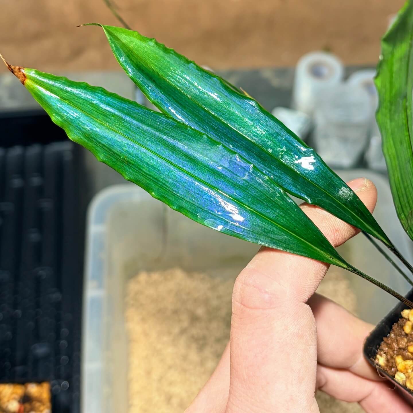 Carex sp. originates from subtropical limestone regions and naturally has a refined blue metallic sheen. Its iridescence (blue reflective effect) is especially strong.