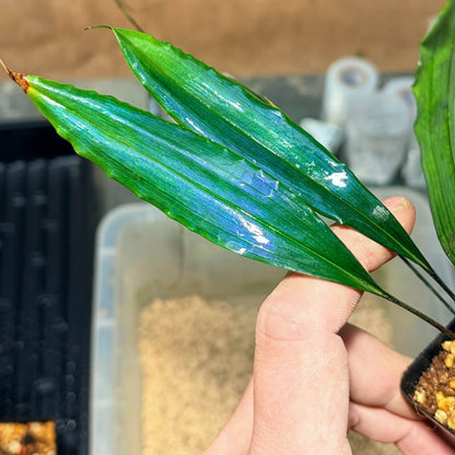 Carex sp. originates from subtropical limestone regions and naturally has a refined blue metallic sheen. Its iridescence (blue reflective effect) is especially strong.