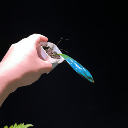 Carex sp. originates from subtropical limestone regions and naturally has a refined blue metallic sheen. Its iridescence (blue reflective effect) is especially strong.