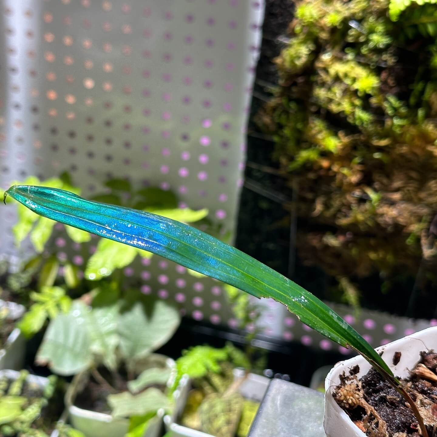 Carex sp. originates from subtropical limestone regions and naturally has a refined blue metallic sheen. Its iridescence (blue reflective effect) is especially strong.