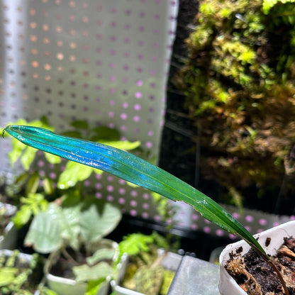 Carex sp. originates from subtropical limestone regions and naturally has a refined blue metallic sheen. Its iridescence (blue reflective effect) is especially strong.