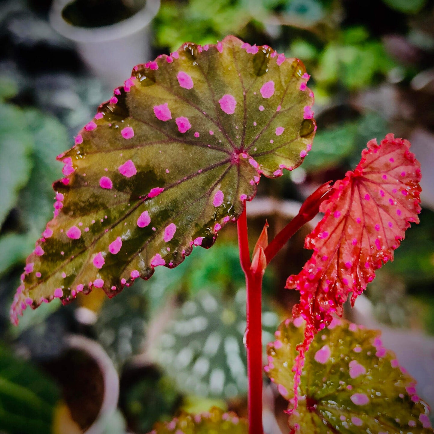 Begonia gracilicyma is a captivating and rare begonia species known for its slender, graceful stems and its exquisitely intricate leaves. This begonia typically features dark green foliage with distinct red veins, a soft velvety texture, and stunning fluorescent pink dots scattered across the leaf surface. The leaves are shaped like bird feathers, with sharply pointed tips, wavy edges, and a gently undulating surface.