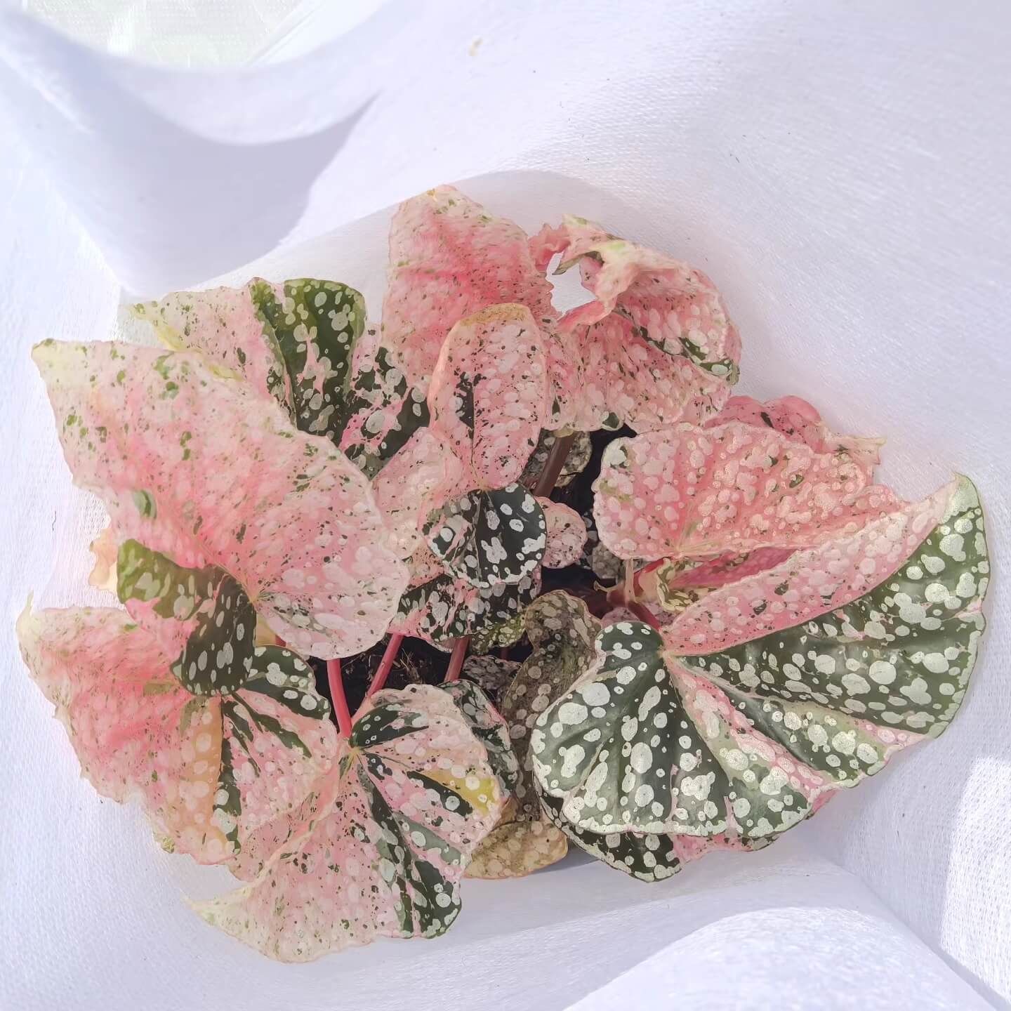 Begonia Variegated Snow Capped has a more delicate and pink appearance compared to Begonia Snow Capped. Its growth is slightly slower than the fully green version. If you want a cute, pink little tree, it thrives best with bright, indirect light.