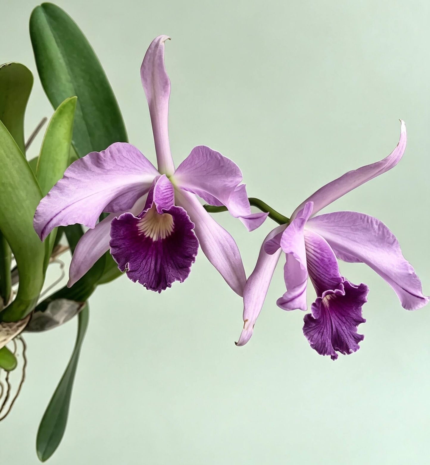 Cattleya Canhamiana 'Azure Skies' is a celebrated primary hybrid between Cattleya mossiae and Cattleya purpurata. This exceptional coerulea-form clone is prized for its elegant blue-lavender coloration, large, well-presented flowers, and refined fragrance. The blooms feature pale silvery lavender to blue-lilac petals and sepals, beautifully contrasted by a deeper blue-purple lip with delicate veining and a warm golden-yellow throat.