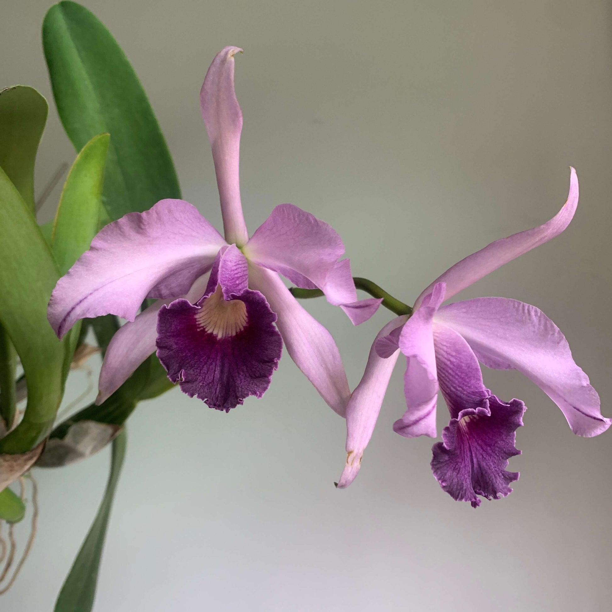 Cattleya Canhamiana 'Azure Skies' is a celebrated primary hybrid between Cattleya mossiae and Cattleya purpurata. This exceptional coerulea-form clone is prized for its elegant blue-lavender coloration, large, well-presented flowers, and refined fragrance. The blooms feature pale silvery lavender to blue-lilac petals and sepals, beautifully contrasted by a deeper blue-purple lip with delicate veining and a warm golden-yellow throat.