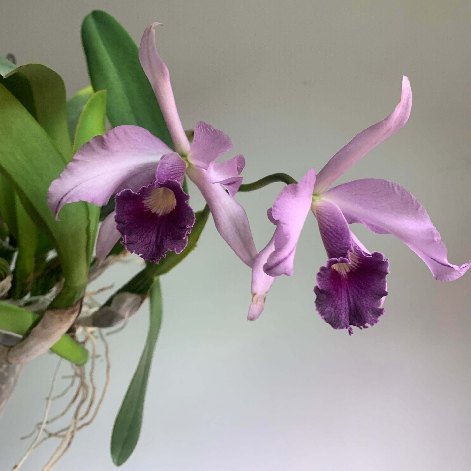 Cattleya Canhamiana 'Azure Skies' is a celebrated primary hybrid between Cattleya mossiae and Cattleya purpurata. This exceptional coerulea-form clone is prized for its elegant blue-lavender coloration, large, well-presented flowers, and refined fragrance. The blooms feature pale silvery lavender to blue-lilac petals and sepals, beautifully contrasted by a deeper blue-purple lip with delicate veining and a warm golden-yellow throat.
