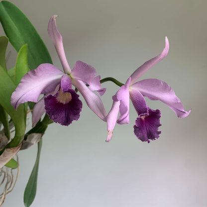 Cattleya Canhamiana 'Azure Skies' is a celebrated primary hybrid between Cattleya mossiae and Cattleya purpurata. This exceptional coerulea-form clone is prized for its elegant blue-lavender coloration, large, well-presented flowers, and refined fragrance. The blooms feature pale silvery lavender to blue-lilac petals and sepals, beautifully contrasted by a deeper blue-purple lip with delicate veining and a warm golden-yellow throat.