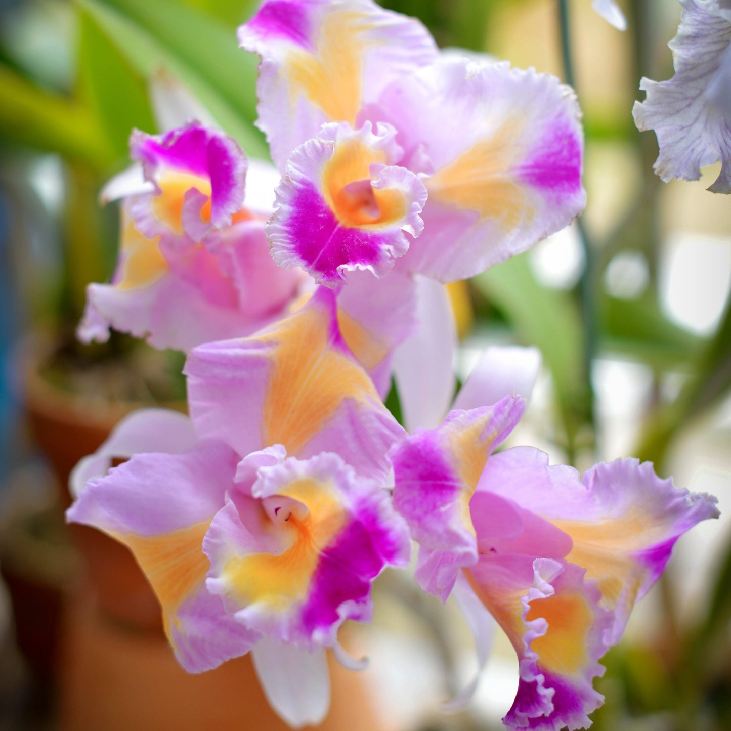 Cattleya trianae fma. trilabelo 'Lia' is one of the most extraordinary and sought-after peloric forms of Colombia's national orchid, celebrated for its remarkable floral mutation and extreme rarity. Instead of the typical flower structure, the petals are partially transformed into additional lip-like segments, creating the distinctive trilabellate appearance with three richly colored lip-like structures.