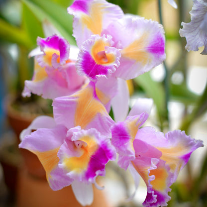Cattleya trianae fma. trilabelo 'Lia' is one of the most extraordinary and sought-after peloric forms of Colombia's national orchid, celebrated for its remarkable floral mutation and extreme rarity. Instead of the typical flower structure, the petals are partially transformed into additional lip-like segments, creating the distinctive trilabellate appearance with three richly colored lip-like structures.