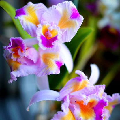 Cattleya trianae fma. trilabelo 'Lia' is one of the most extraordinary and sought-after peloric forms of Colombia's national orchid, celebrated for its remarkable floral mutation and extreme rarity. Instead of the typical flower structure, the petals are partially transformed into additional lip-like segments, creating the distinctive trilabellate appearance with three richly colored lip-like structures.