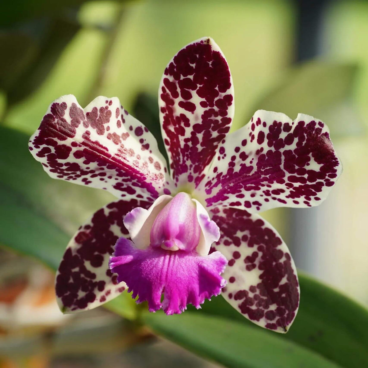Cattleya Vigour Leopard King is a complex Cattleya hybrid bred for distinctive floral coloration and patterning. Its parentage combines Vigour Black Penny with Thospol Spot, bringing together selected Cattleya breeding lines associated with richly colored flowers and contrasting markings. As with other complex hybrids, the exact flower color, spotting, shape and size can vary depending on the individual seedling.