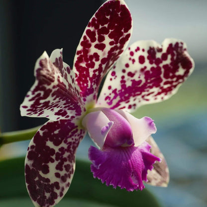 Cattleya Vigour Leopard King is a complex Cattleya hybrid bred for distinctive floral coloration and patterning. Its parentage combines Vigour Black Penny with Thospol Spot, bringing together selected Cattleya breeding lines associated with richly colored flowers and contrasting markings. As with other complex hybrids, the exact flower color, spotting, shape and size can vary depending on the individual seedling.
