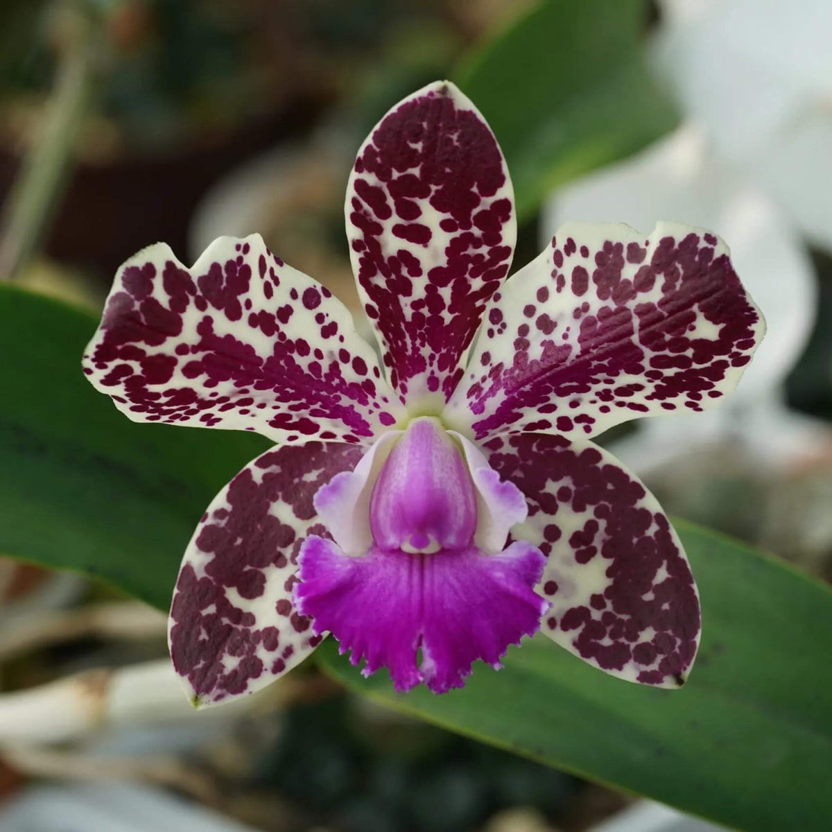 Cattleya Vigour Leopard King is a complex Cattleya hybrid bred for distinctive floral coloration and patterning. Its parentage combines Vigour Black Penny with Thospol Spot, bringing together selected Cattleya breeding lines associated with richly colored flowers and contrasting markings. As with other complex hybrids, the exact flower color, spotting, shape and size can vary depending on the individual seedling.