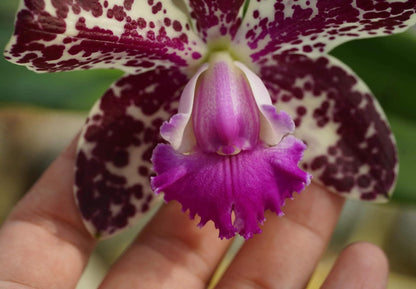 Cattleya Vigour Leopard King is a complex Cattleya hybrid bred for distinctive floral coloration and patterning. Its parentage combines Vigour Black Penny with Thospol Spot, bringing together selected Cattleya breeding lines associated with richly colored flowers and contrasting markings. As with other complex hybrids, the exact flower color, spotting, shape and size can vary depending on the individual seedling.