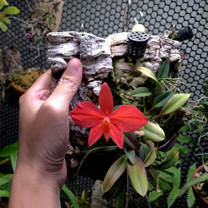 Cattleya brevipedunculata (syn. Sophronitis brevipedunculata) is a miniature epiphytic (or sometimes lithophytic) orchid species in the genus Cattleya. It is native to southeastern Brazil (especially Minas Gerais and possibly Espírito Santo) and grows in cool mountain habitats on tree trunks or in rock crevices at elevations of about 1,220–2,000 m, where it receives moisture from nightly cloud and dew.