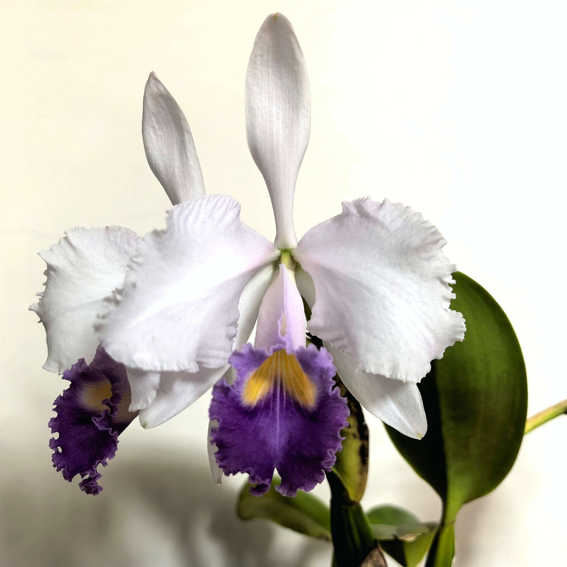 Cattleya trianae var. coerulea 'Blue Moon' is one of the finest blue-toned clones of Colombia's national orchid, treasured for its cool, crystalline coloration and exceptional floral quality. The large, intensely fragrant flowers measure approximately 15–20 cm (6–8 in) across, featuring broad, well-rounded petals in soft silvery lavender to pale blue-lilac, complemented by a richly colored lavender-blue lip with a bright golden-yellow throat.
